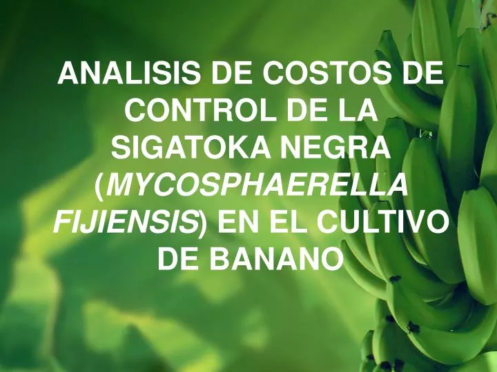 analisis de costos de control de la sigatoka negra mycosphaerella fijiensis en el cultivo de banano