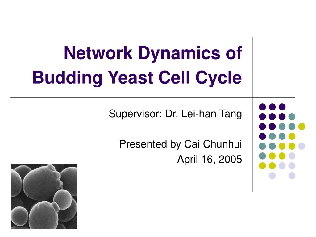PPT - Network Dynamics of Budding Yeast Cell Cycle PowerPoint ...