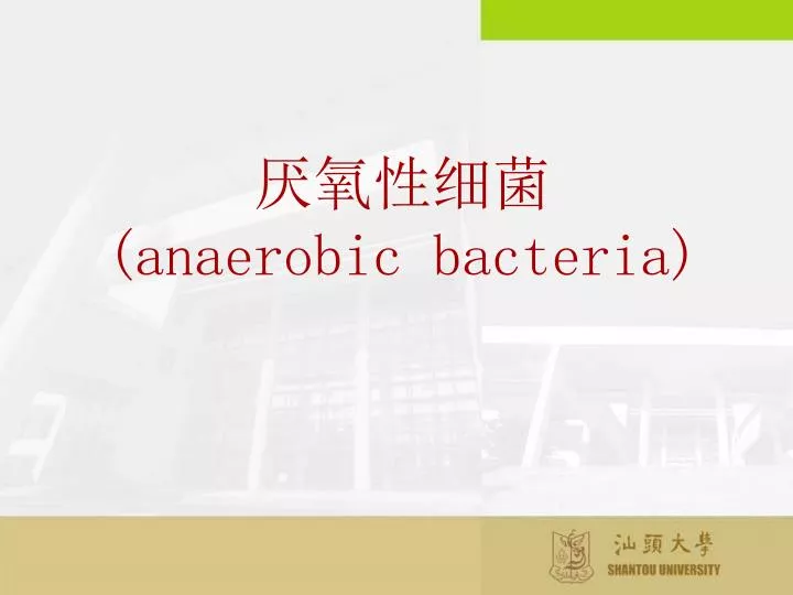 anaerobic bacteria