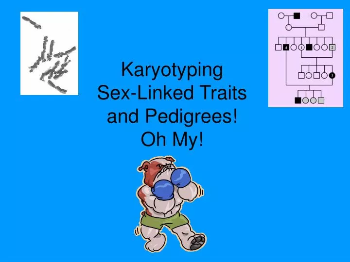 karyotyping sex linked traits and pedigrees oh my