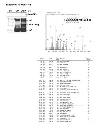 Supplemental Figure S1