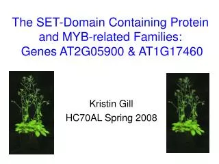 The SET-Domain Containing Protein and MYB-related Families: Genes AT2G05900 &amp; AT1G17460