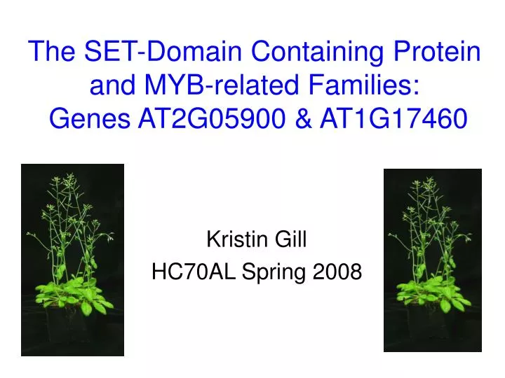 the set domain containing protein and myb related families genes at2g05900 at1g17460