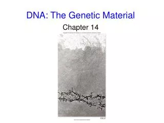 DNA: The Genetic Material