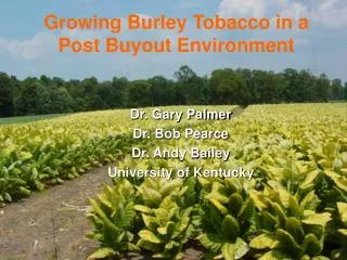 Growing Burley Tobacco in a Post Buyout Environment