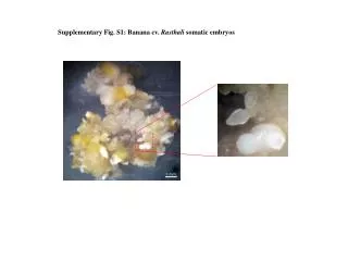 Supplementary Fig. S1: Banana cv. Rasthali somatic embryos