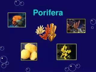 Porifera