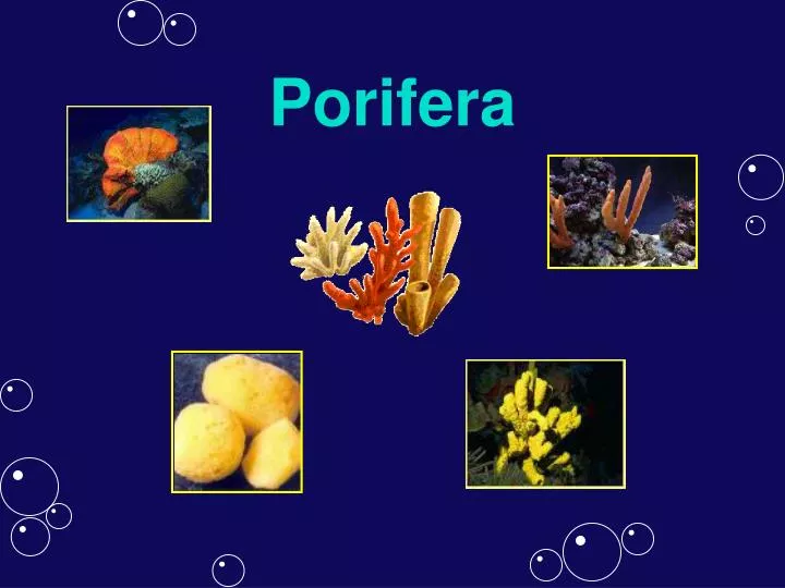 porifera