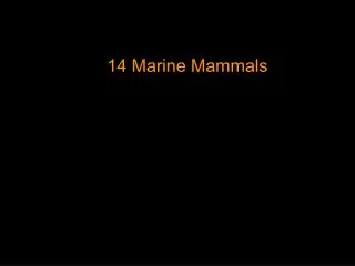 14 Marine Mammals