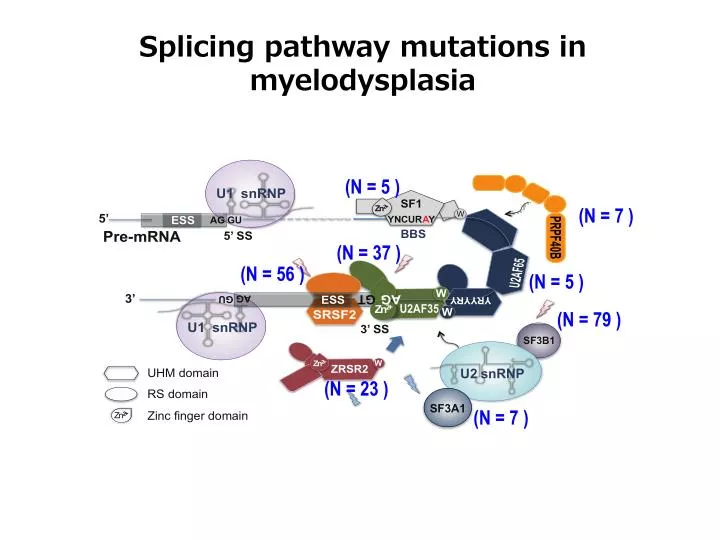 splicing pathway mutations in myelodysplasia