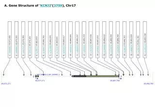A. Gene Structure of ' KCNJ2 '( 3759 ), Chr17