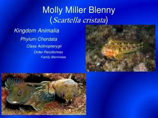 Molly Miller Blenny ( Scartella cristata )