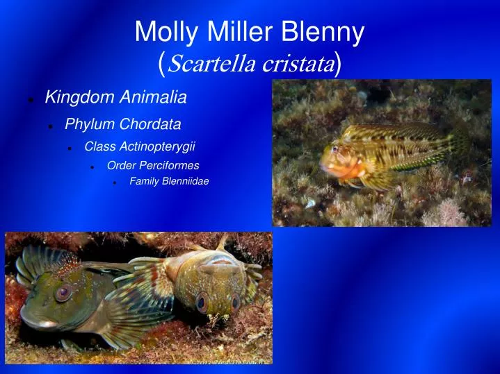 molly miller blenny scartella cristata