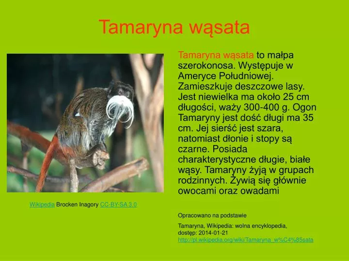 tamaryna w sata