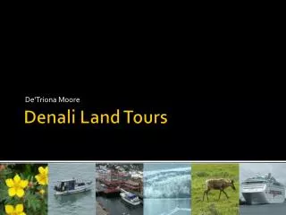 Denali Land Tours