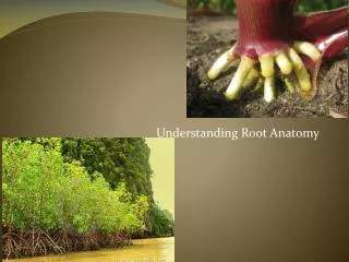 Understanding Root Anatomy