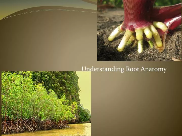 understanding root anatomy