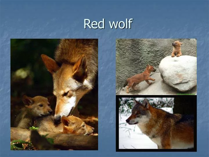 red wolf