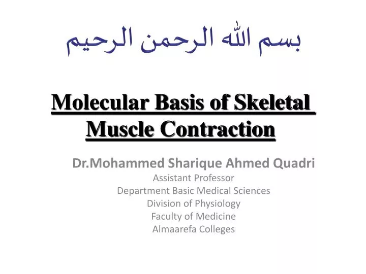 molecular basis of skeletal muscle contraction