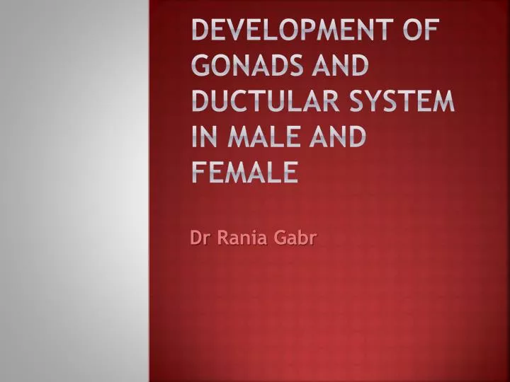 development of gonads and ductular system in male and female