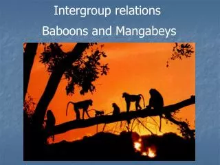 Intergroup relations Baboons and Mangabeys