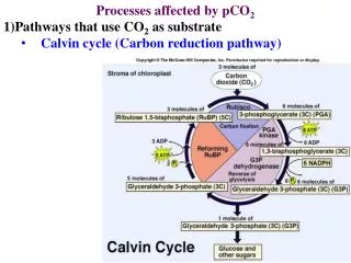 Processes affected by pCO 2 Pathways that use CO 2 as substrate