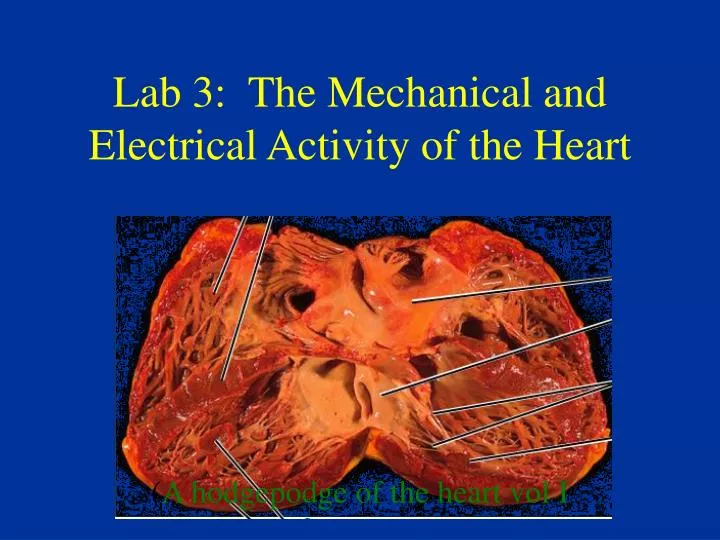 PPT - Lab 3: The Mechanical And Electrical Activity Of The Heart ...