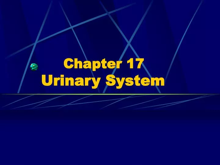 chapter 17 urinary system