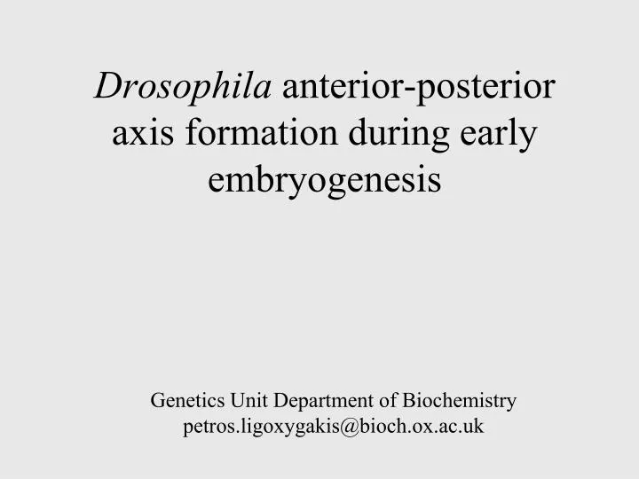 drosophila anterior posterior axis formation during early embryogenesis