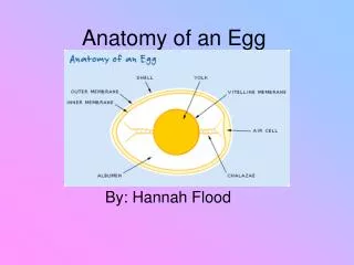 Anatomy of an Egg