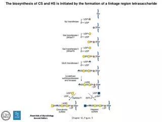 The biosynthesis of CS and HS is initiated by the formation of a linkage region tetrasaccharide