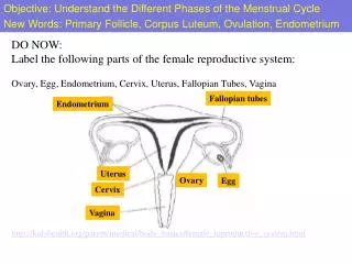 kidshealth/parent/medical/body_basics/female_reproductive_system.html