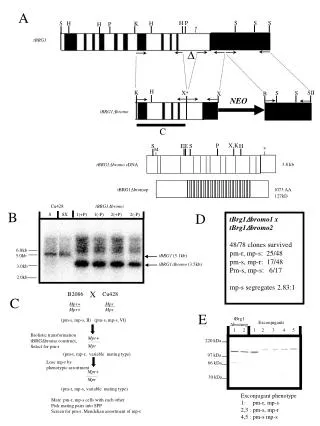 tBRG1