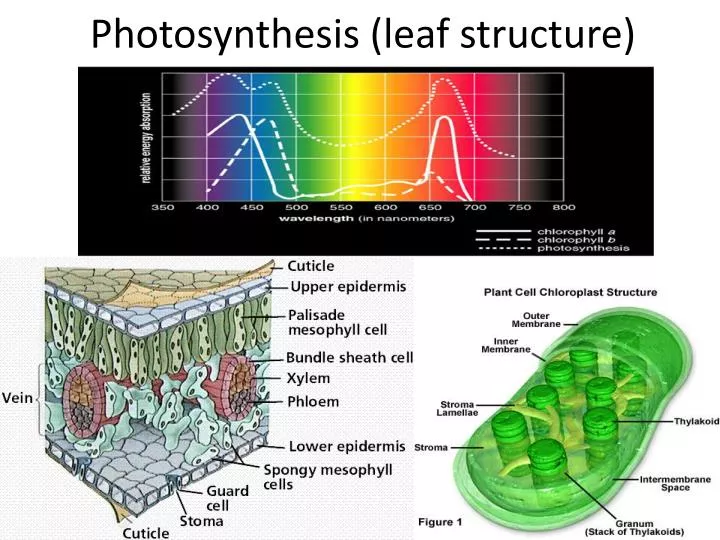 photosynthesis leaf structure