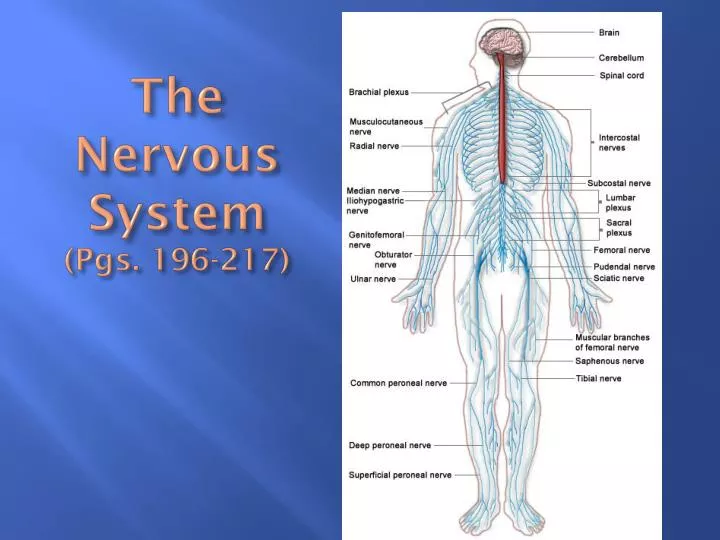the nervous system pgs 196 217