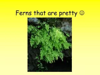 Ferns that are pretty ?