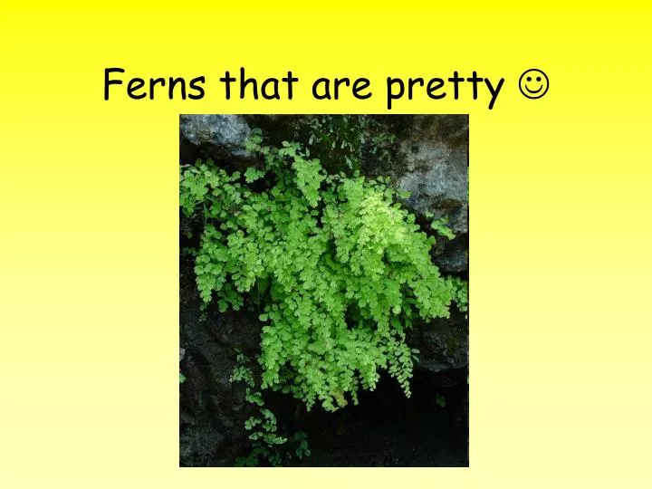 ferns that are pretty