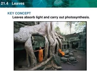 KEY CONCEPT Leaves absorb light and carry out photosynthesis.