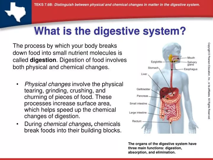 what is the digestive system