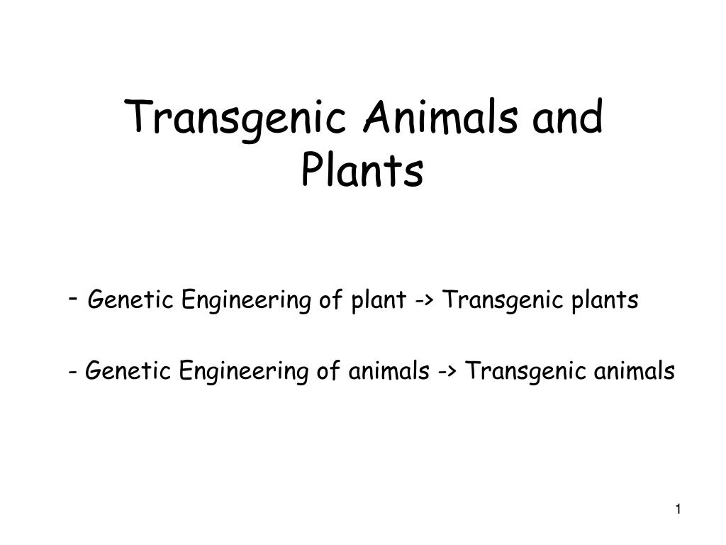 PPT - Transgenic Animals and Plants PowerPoint Presentation, free ...