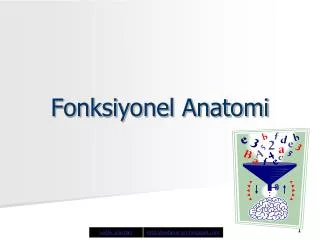 fonksiyonel anatomi