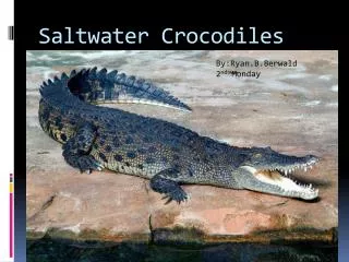 Saltwater Crocodiles