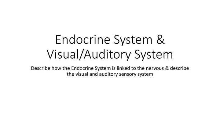endocrine system visual auditory system