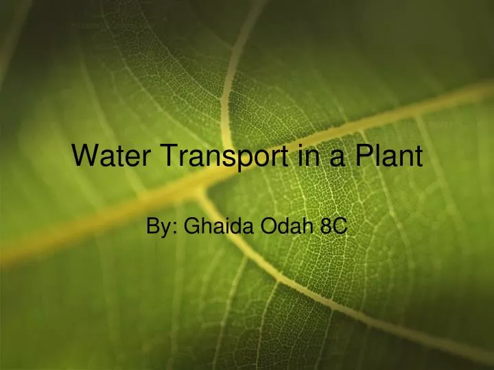 water transport in a plant