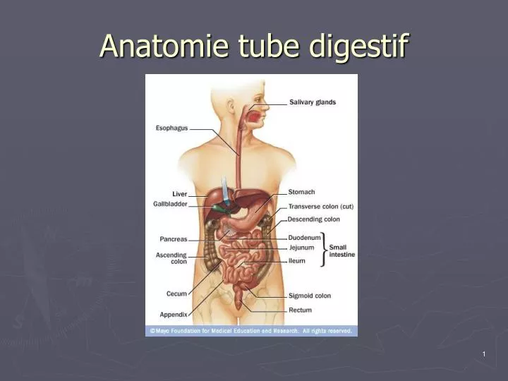 anatomie tube digestif