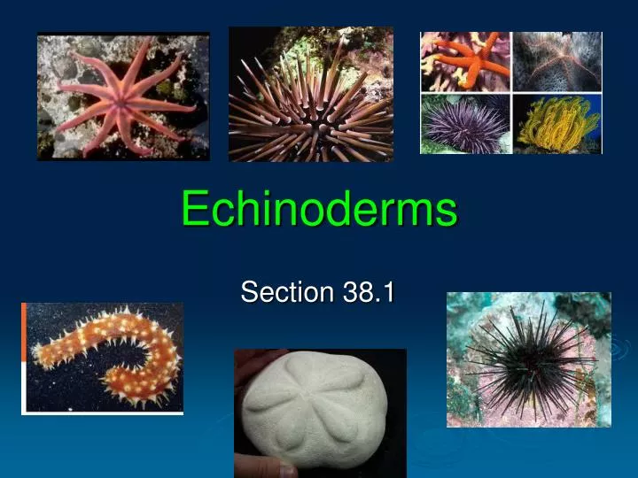 echinoderms