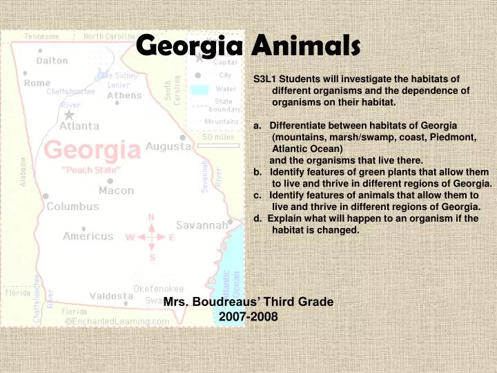 georgia animals