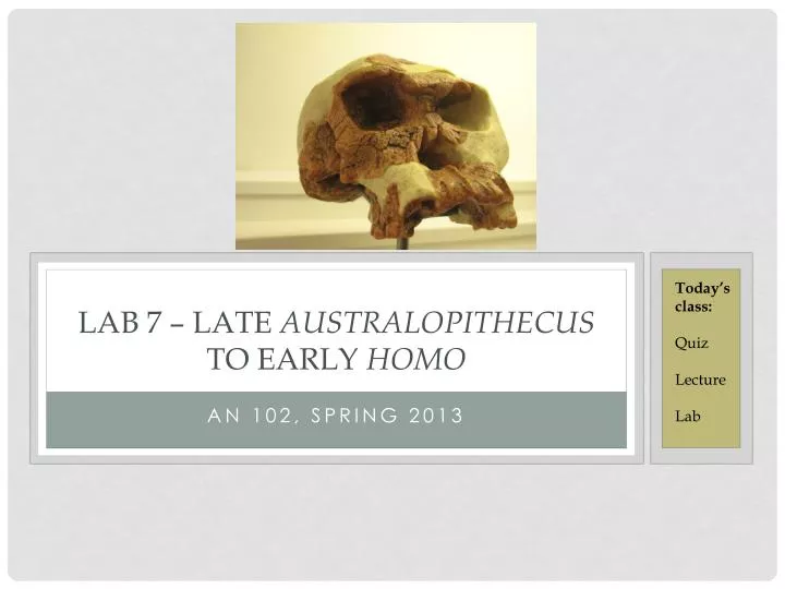 lab 7 late australopithecus to early homo