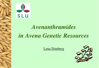 Avenanthramides in Avena Genetic Resources Lena Dimberg