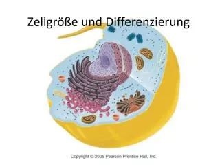 zellgr e und differenzierung